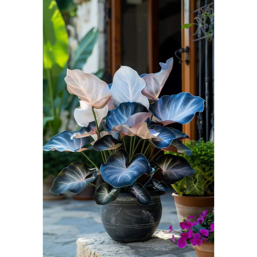 Caladium Pulsar de Flor – 100 sementes com manual de cultivo | Shopee ...