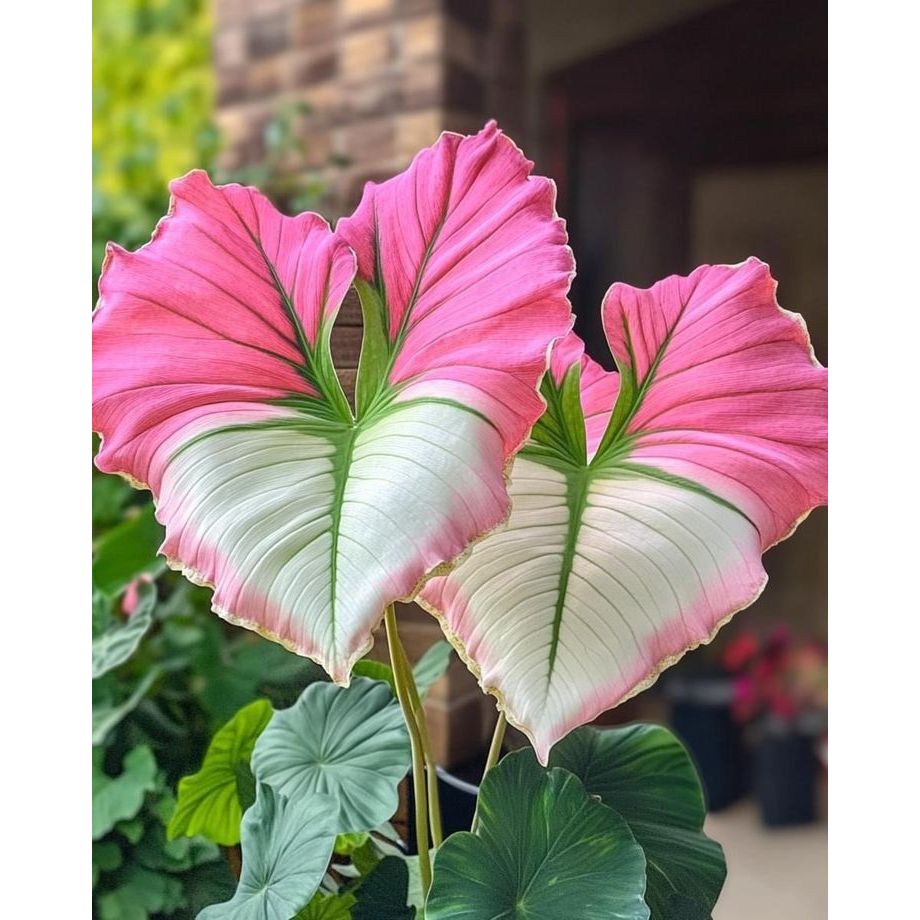 Caladium Rosa do Sertão – imagem ilustrativa