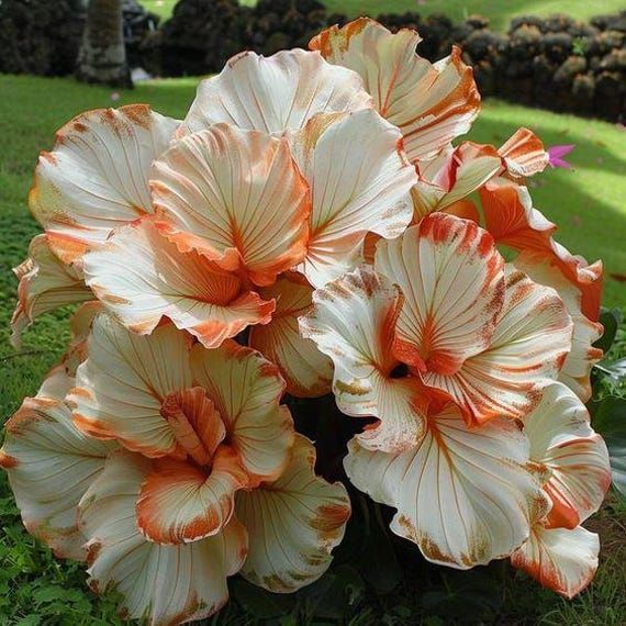 Caladium Magia do Jardim – imagem ilustrativa