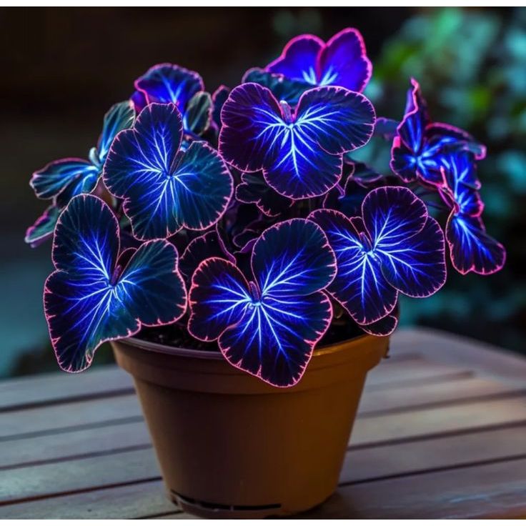 Caladium Horizonte do Encanto – imagem ilustrativa
