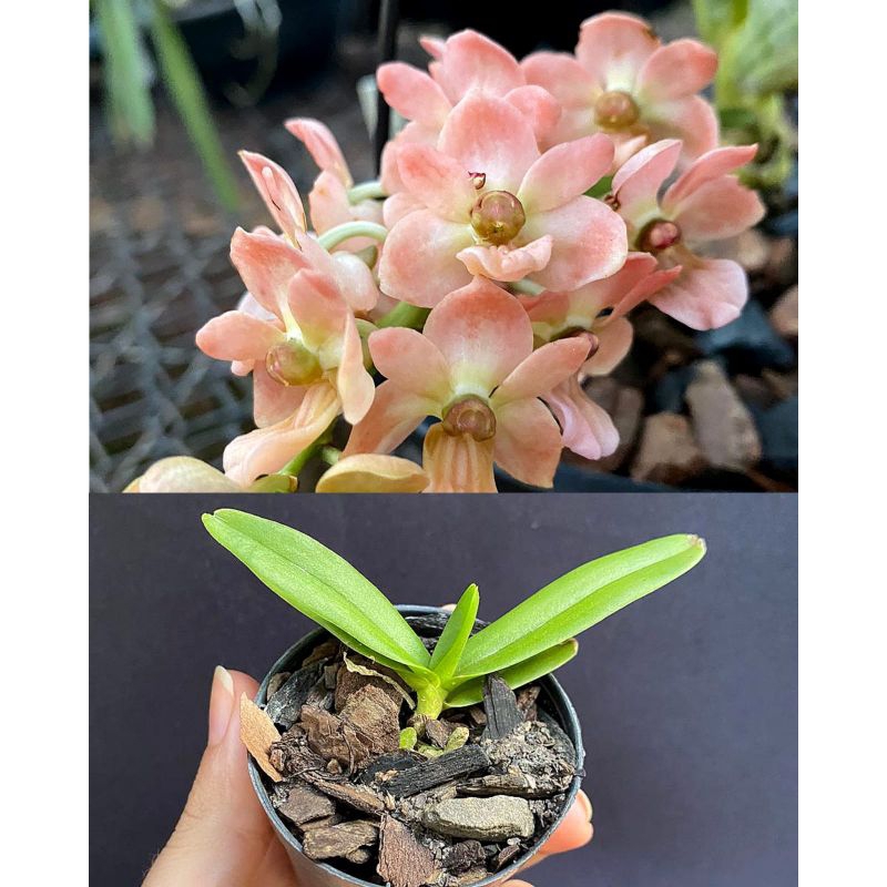 Muda de Orquídea Rhynchostylis gigantea Orange