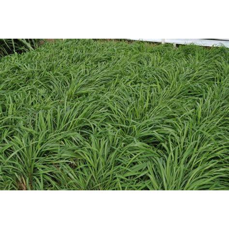 CAPIM TAMANI - SACO COM 20KG - ALTA QUALIDADE EM GERMINAÇÃO