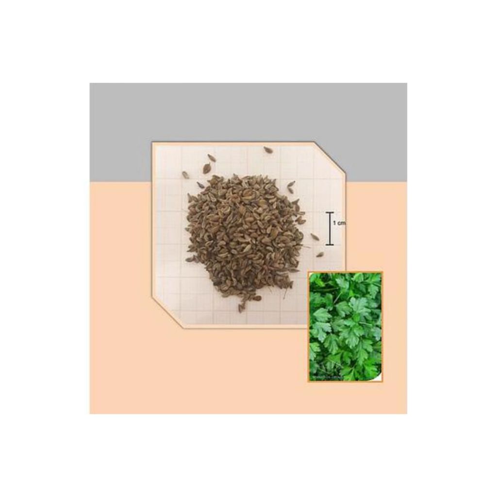 5.000 SEMENTES DE SALSA LISA STELLA - SALSA LISA PARA TEMPERO ...