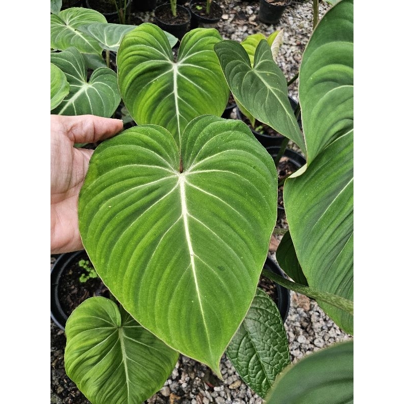 Philodendron Gloriosum
