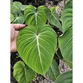Philodendron Gloriosum