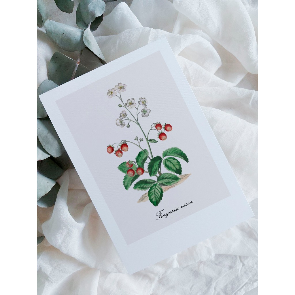 kit cartão com ilustração botânica A6 | Shopee Brasil