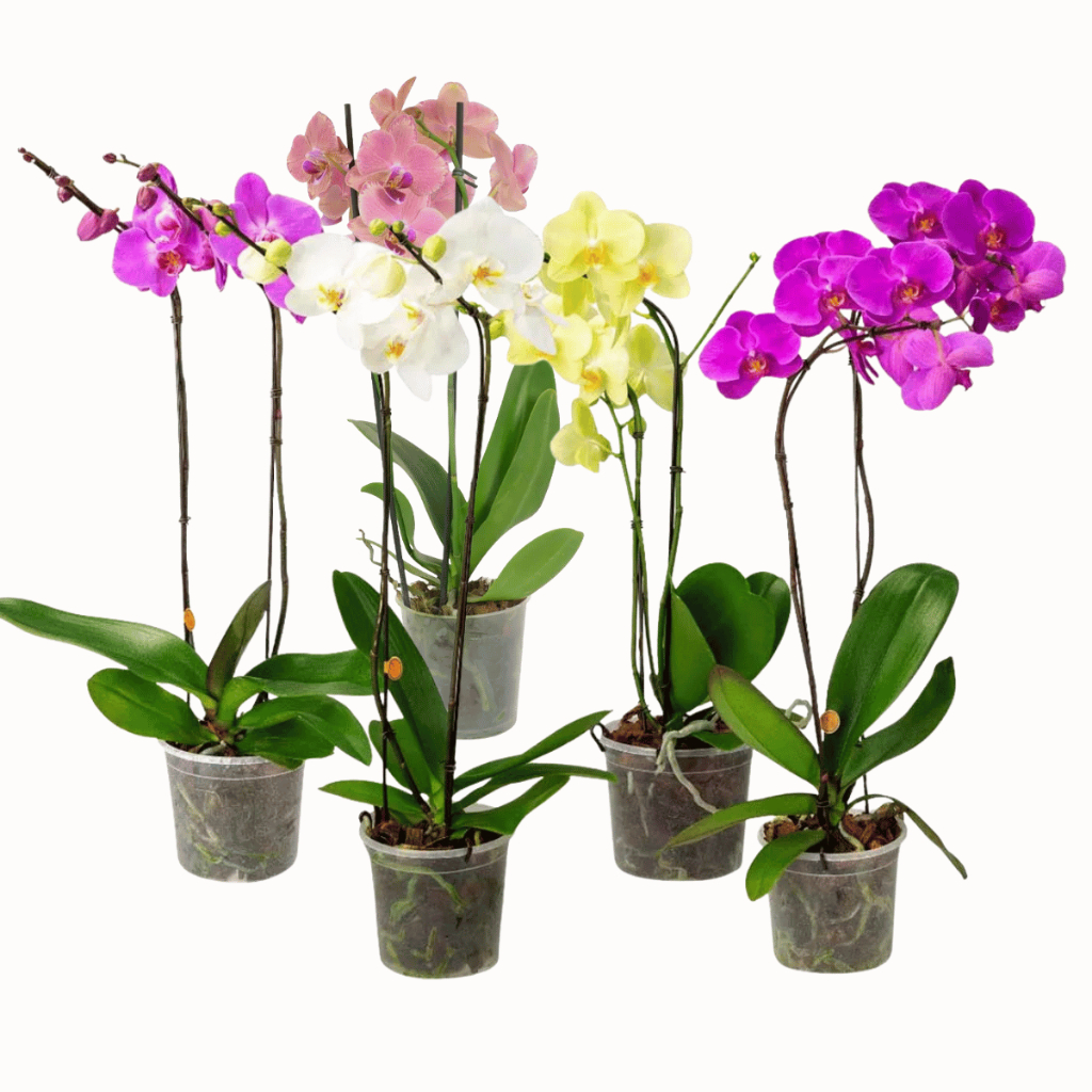 Vaso Orquídea N9 Transparente – Ideal para Cultivo de Orquídeas ...