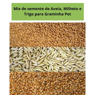 Mix de Sementes para Graminha pet p/ gatos e cachorros – Aveia, Milheto e Trigo – Fácil Cultivo e Digestão Natural