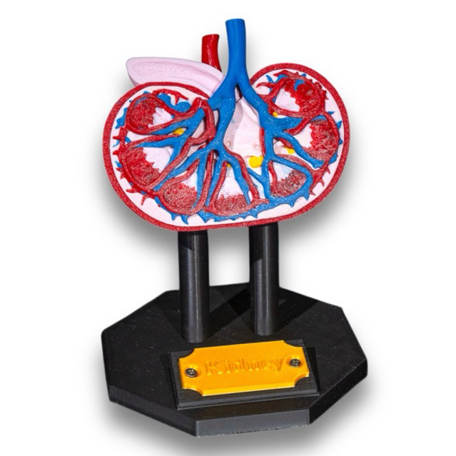 Modelo Anatômico de Rins | Shopee Brasil