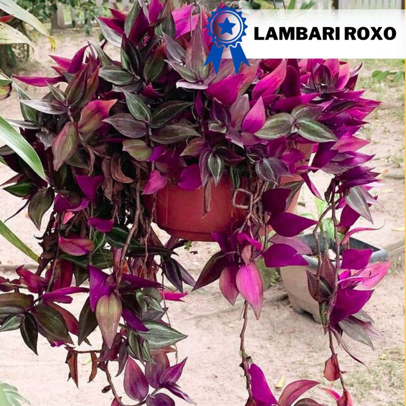 Planta lambari roxo Tradescantia zebrina | Shopee Brasil