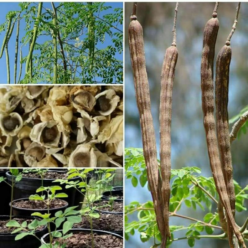 100 Sementes de moringa oleifera | Shopee Brasil