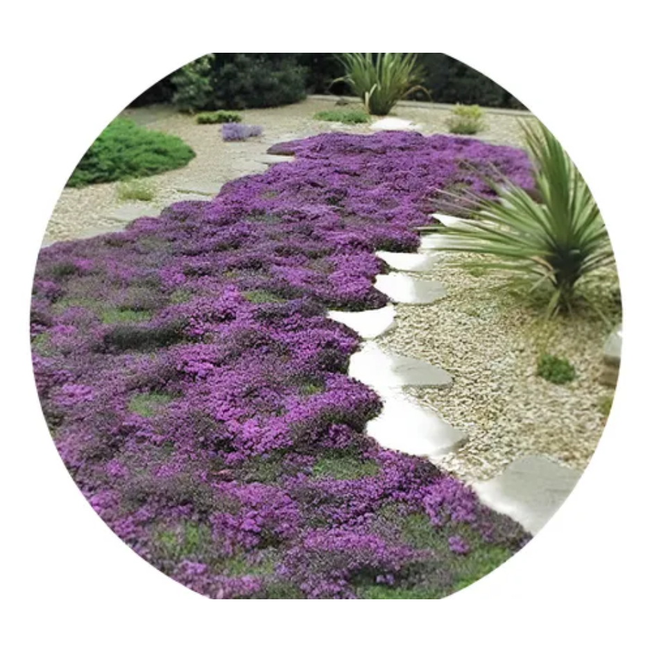 Tomilho Roxo Rasteiro 900 Sementes Erva Flor Com Manual | Shopee Brasil