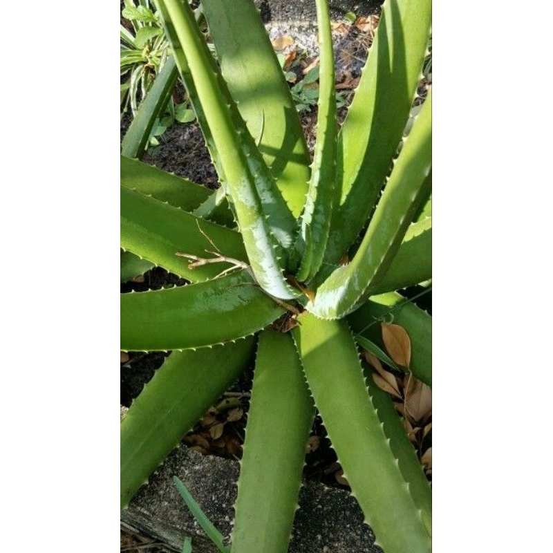 Folha de Babosa Fresca Natural  Aloe Vera para Cabelos, Pele e Sade |  Shopee Brasil
