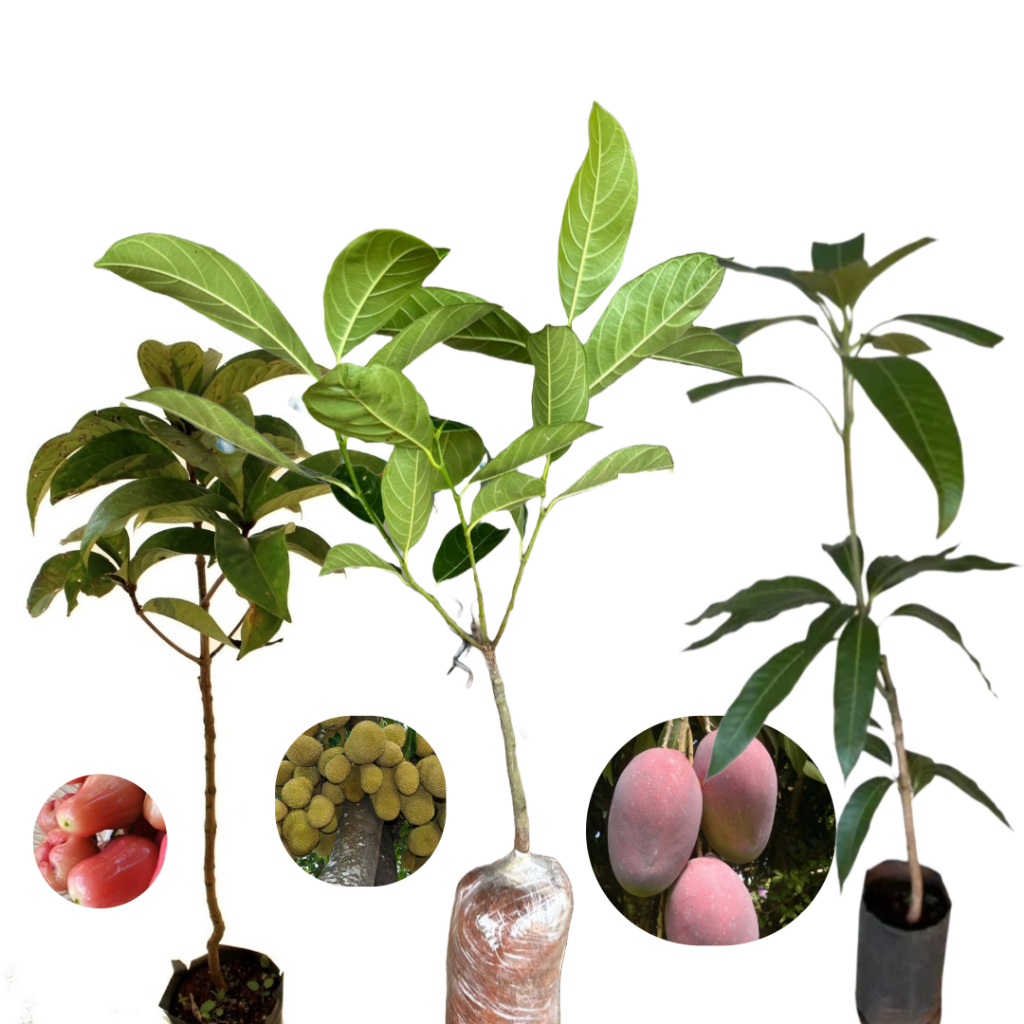 KIT FRUTÍFERAS ENXERTADAS – JACA + MANGA PALMER + JAMBO ROSA | PRODUÇÃO ...