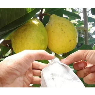 Saquinho Para Proteger Goiaba 18x22 E Fecho Prático 50 Unid