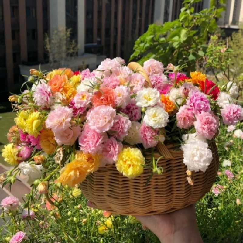 Onze-Horas Tripla – Sementes de Flores Cheias e Ornamentais para Jardim