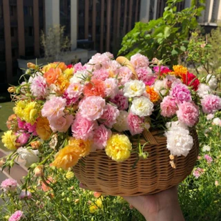Onze-Horas Tripla – Sementes de Flores Cheias e Ornamentais para Jardim