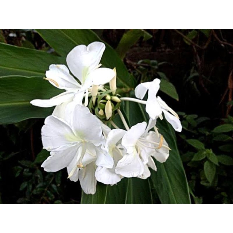 Rizoma Di Hedychium Coronarium (Giglio Zenzero Bianco) - Pianta Farfalla Himalayana