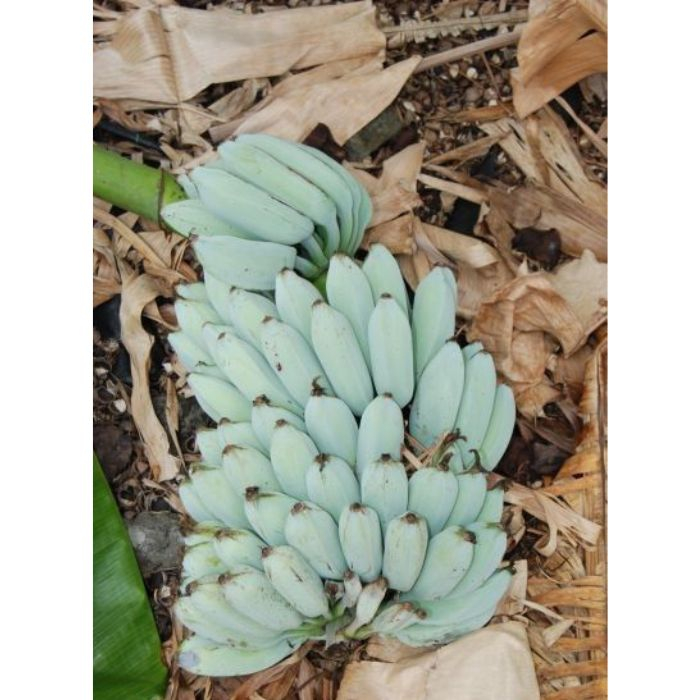 100 sements banana azul blue java rara com manual de cultivo | Shopee ...