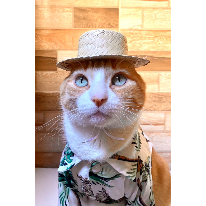 Chapéu de palha gato e cachorro regulável