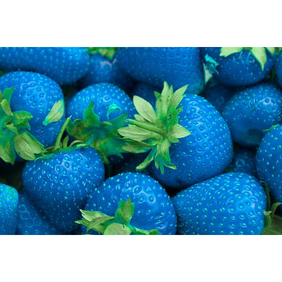 100 sements morango azul celeste com manual de cultivo