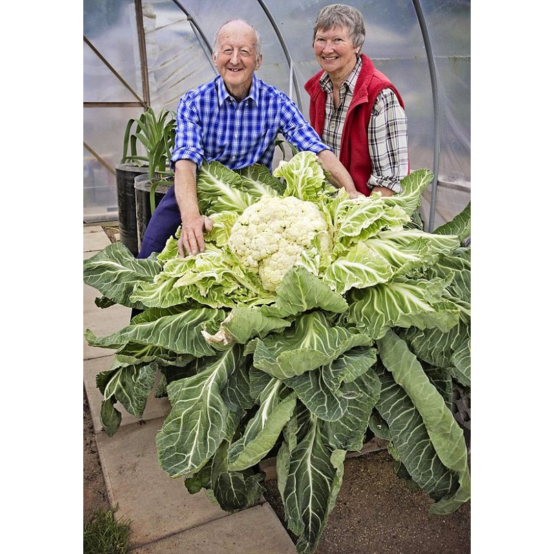 100 sements couver flor gigante com manual de cultivo | Shopee Brasil