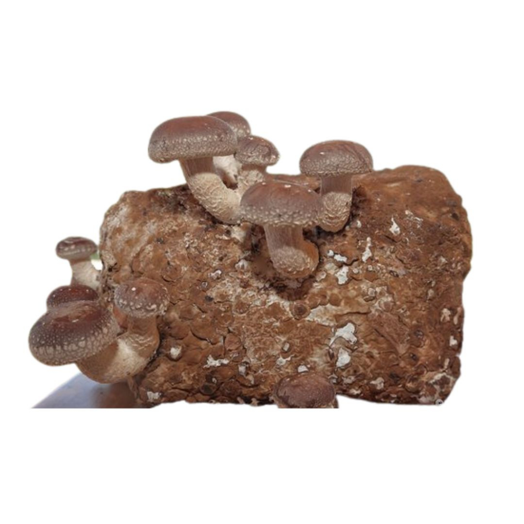 Cogumelo Shitake Bloco de Cultivo Lentinula edodes com Micélio - The Best Mushroom of the World
