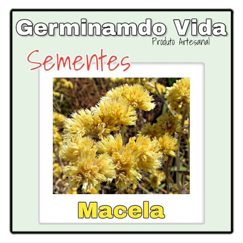 100 Sementes Macela - Achyrocline Satureioides | Shopee Brasil