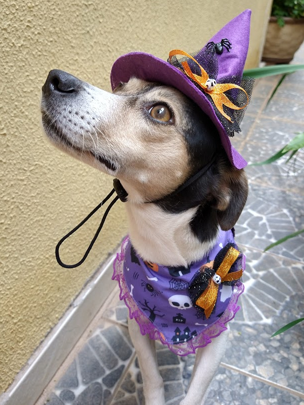 PATKAW 1Pc Chapéu De Fantasias De Cosplay Para Cão De Formatura Chapéu De  Mago Chapéu De Halloween Lembrancinhas Para Festa De Halloween Adereço De  Cabeça Para Gato