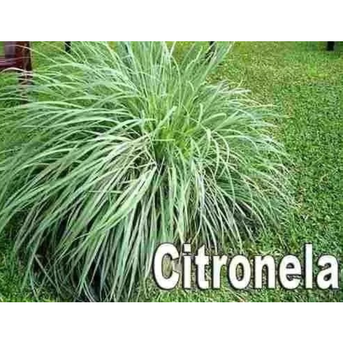 4 Mudas de Citronela Repelente Natural