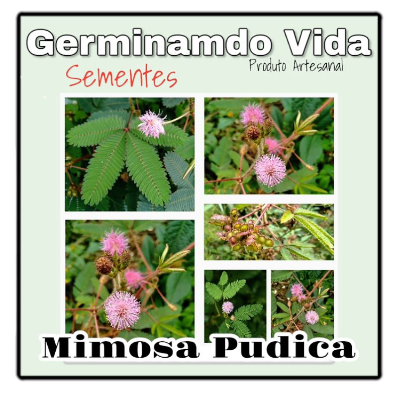 Sementes Mimosa Pudica - Dormideira - Sensitiva