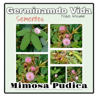 Sementes Mimosa Pudica - Dormideira - Sensitiva