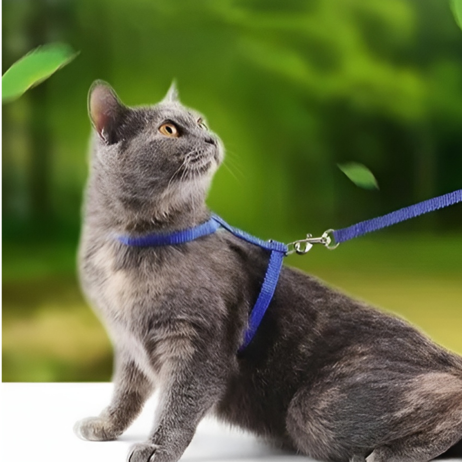 Pet Coleira Peitoral Para Gato Com Guia Ajustável Pequeno E Médio Porte ...