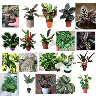 100 sements marantas sortidas mix especies com manual de cultivo