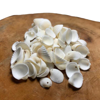 Conchas Marinha C/Furo Artesanato Natural Mar Berbigão Pequenas 50 Unidades