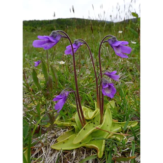 10 sements Pinguicula vulgaris planta carnivora com manual de cultivo