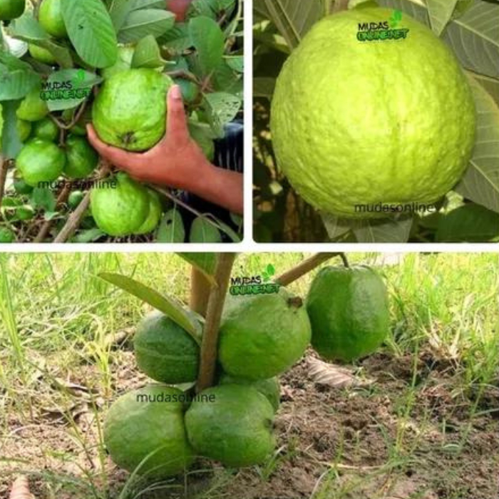 100 sements goiaba precoce gigante tailandesa com manual de cultivo