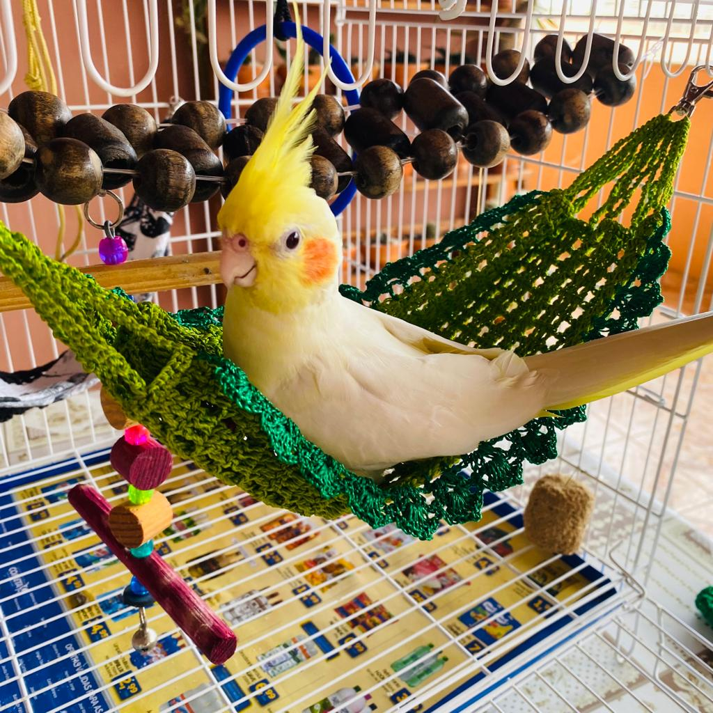 Rede para Calopsitas, Periquitos, Agapornis e Aves em Geral | Shopee Brasil