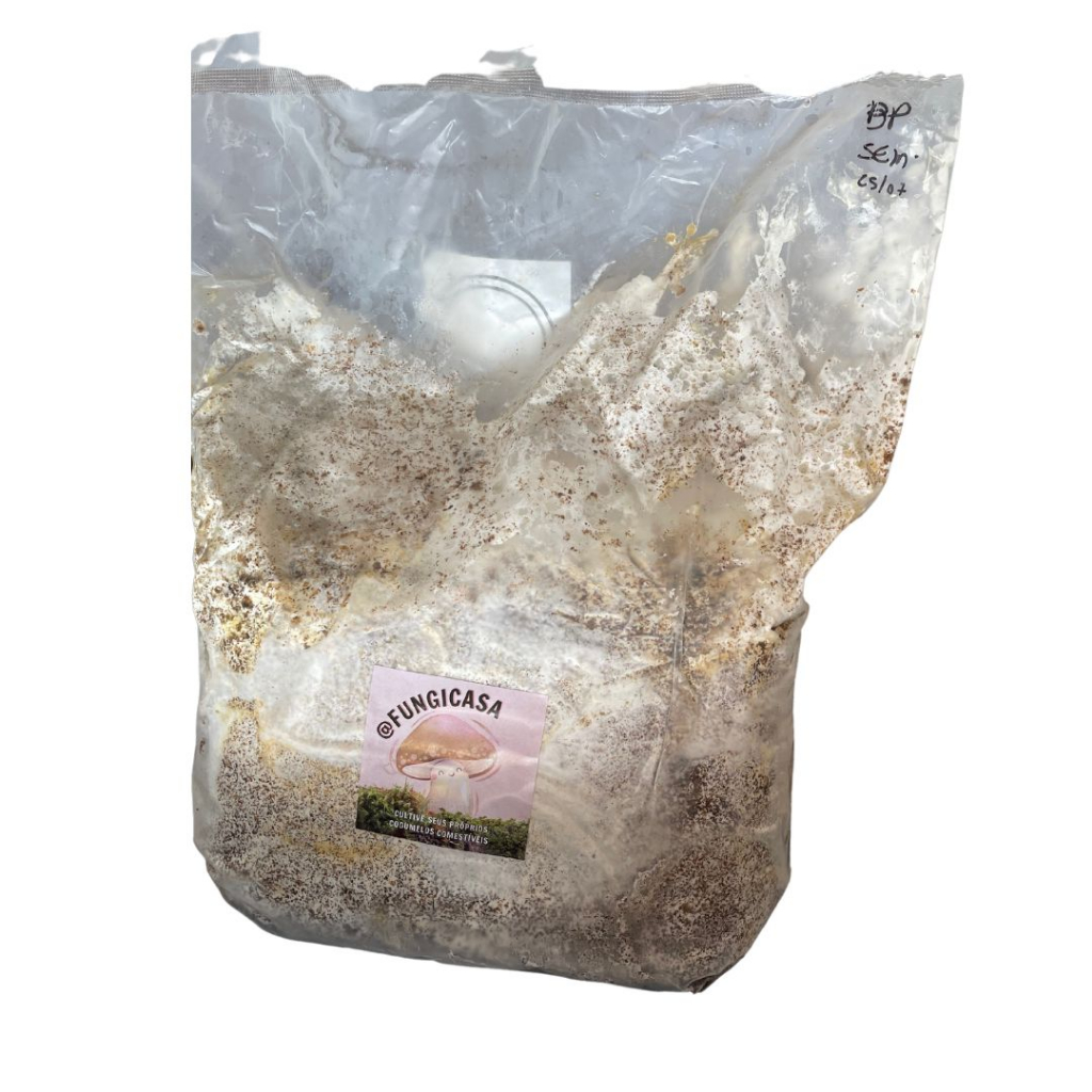 Shimeji Cinza Cogumelo Comestível no Bloco para Cultivo