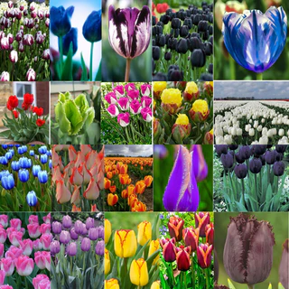 100 sements tulipa sortidas mix de especies com manual de cultivo