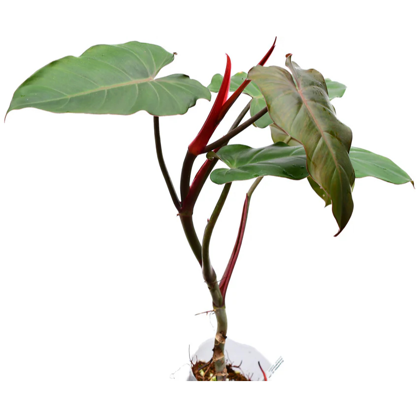 philodendron white king Philodendron 'White Princess' – Plant Material