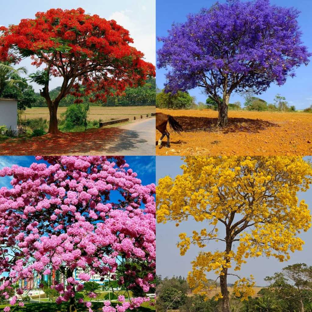 Kit ipe roxo/flamboyant vermelho/jacaranda mimoso/ipe amarelo | Shopee ...