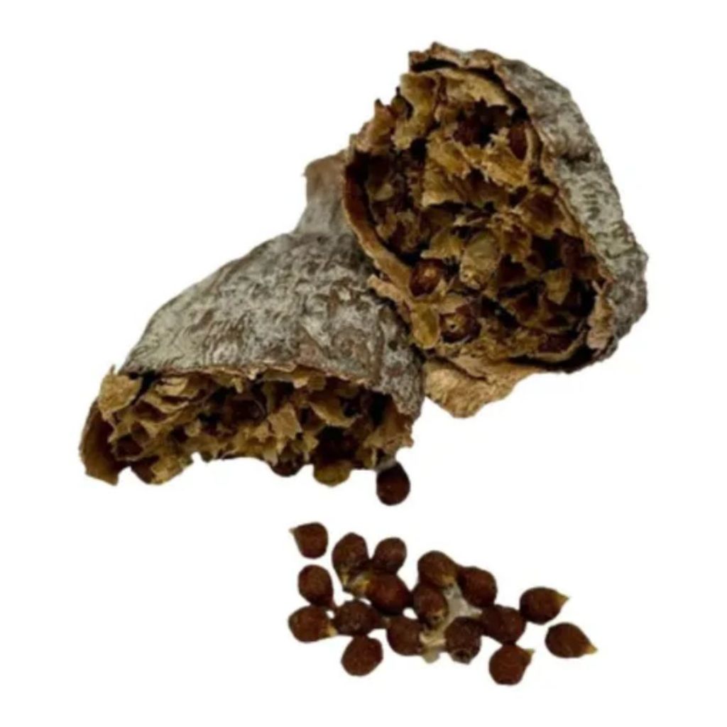 Kit 3 Favas De Ataré Africana Pimenta Da Costa Candomblé | Shopee Brasil