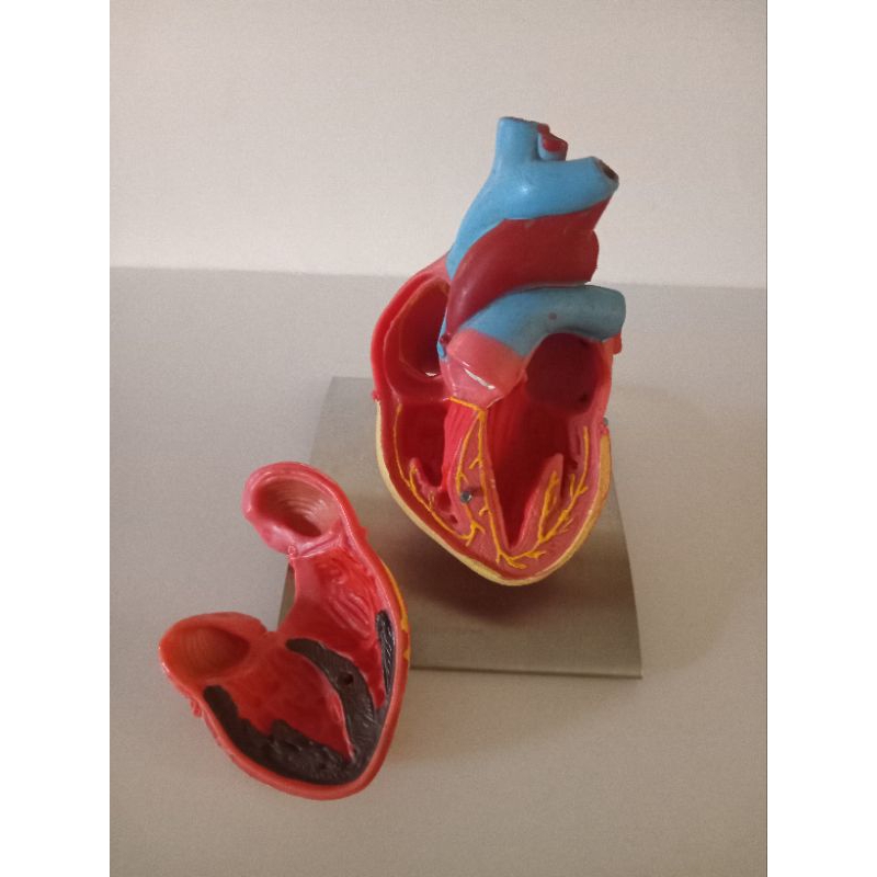 modelo anatômico do coração humano
