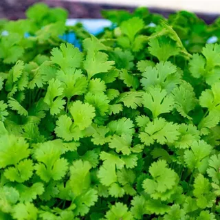 Sementes Coentro Verdão Vigorosa