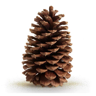 Kit pinhas pinha Para Artesanato e Decoração Natal - pinha 100% Natural decoração de natal árvore de natal
