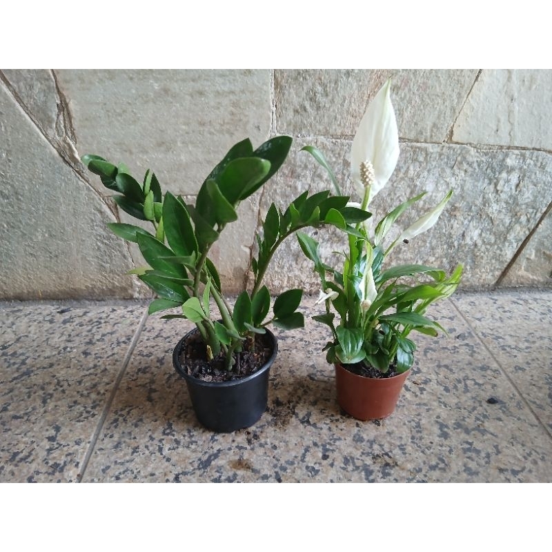 kit 2unid Zamioculca e lírio da paz com vaso