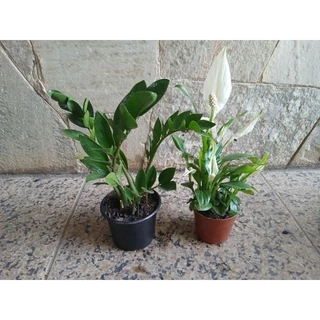 kit 2unid Zamioculca e lírio da paz com vaso