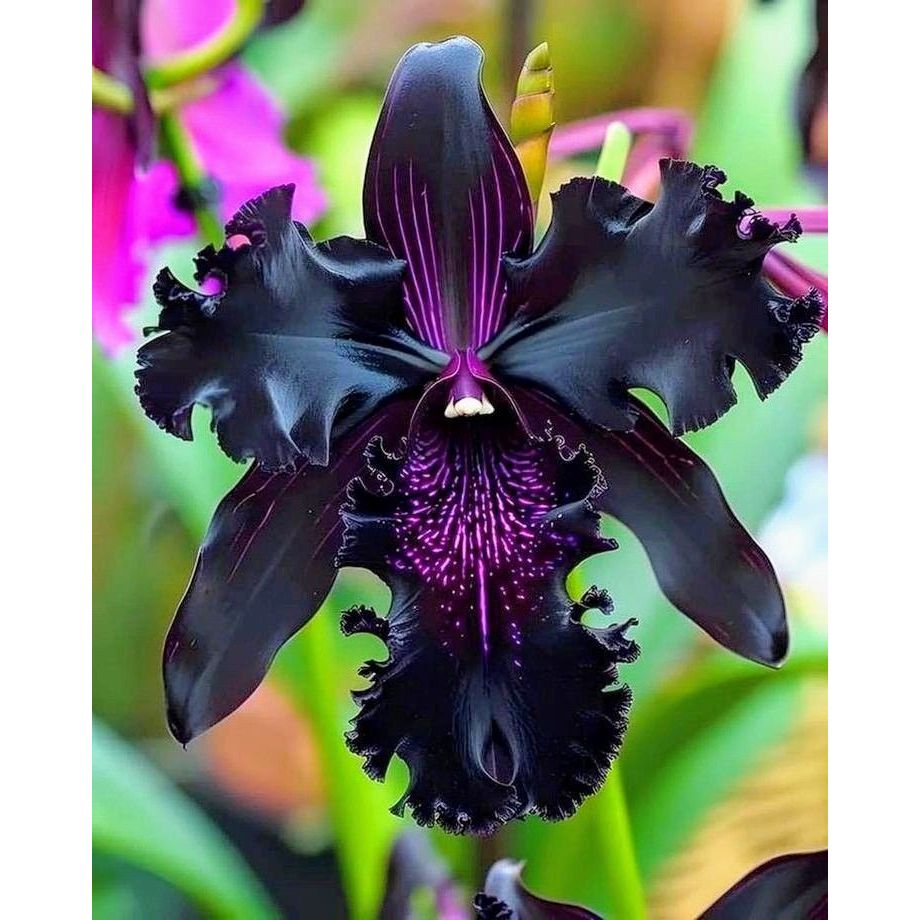 Orquídea Black Crystal Flower 100 sementes com manual de cultivo