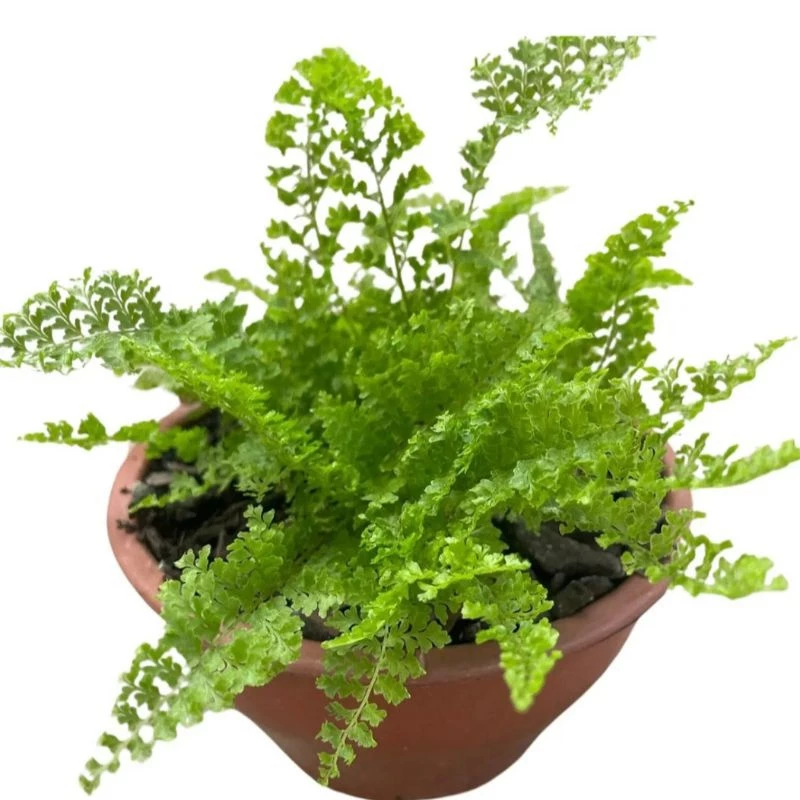 br 11134207 81z1k mflg3khr4f0k79